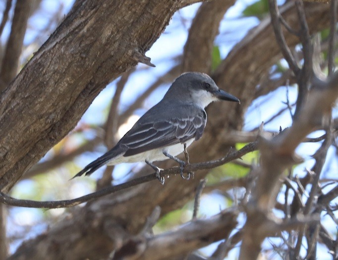 Gray Kingbird - ML643444819