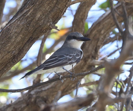 Gray Kingbird - ML643444820
