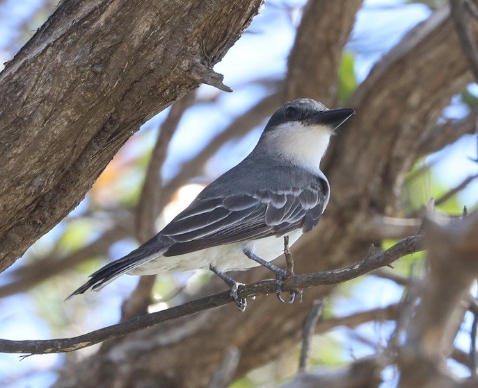 Gray Kingbird - ML643444821