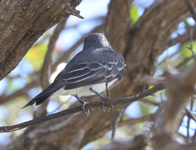 Gray Kingbird - ML643444822