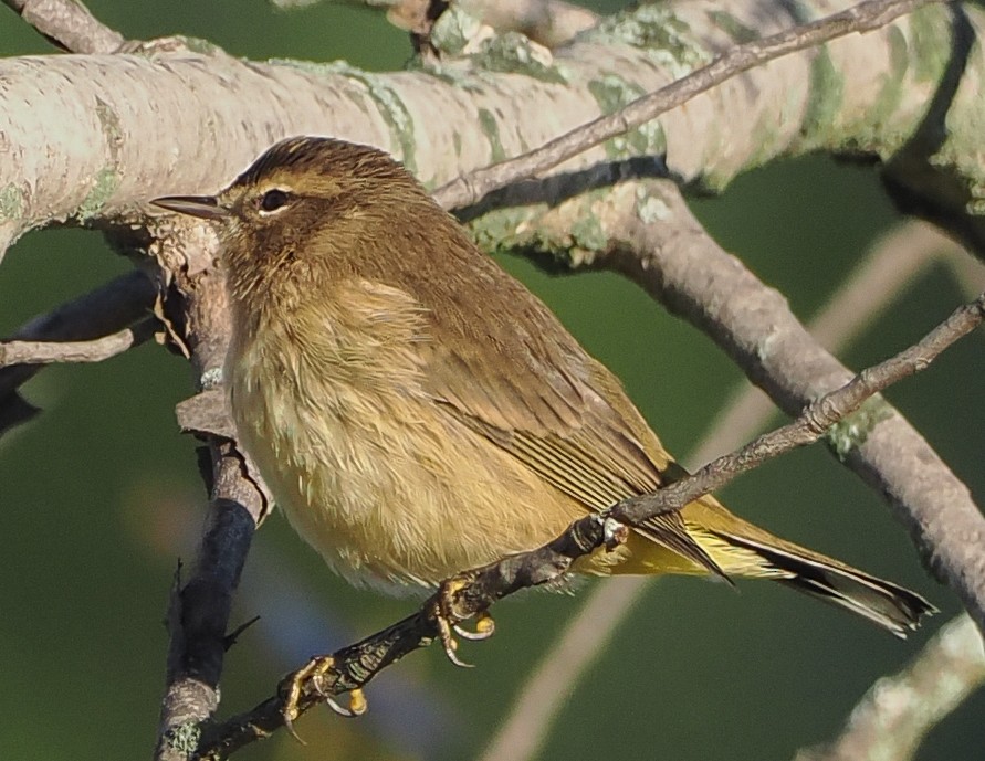 Palm Warbler - ML643444832