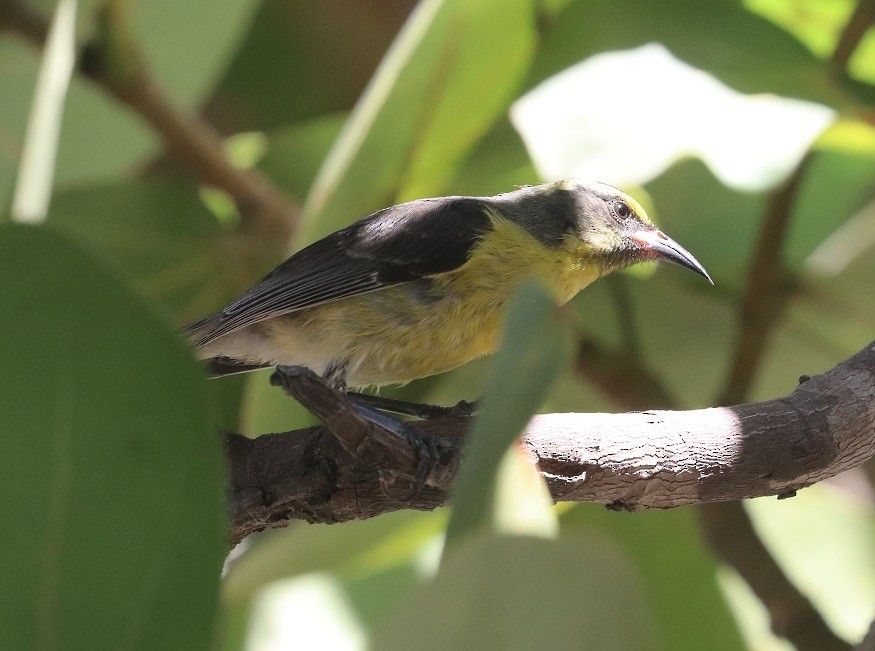Bananaquit - ML643444834
