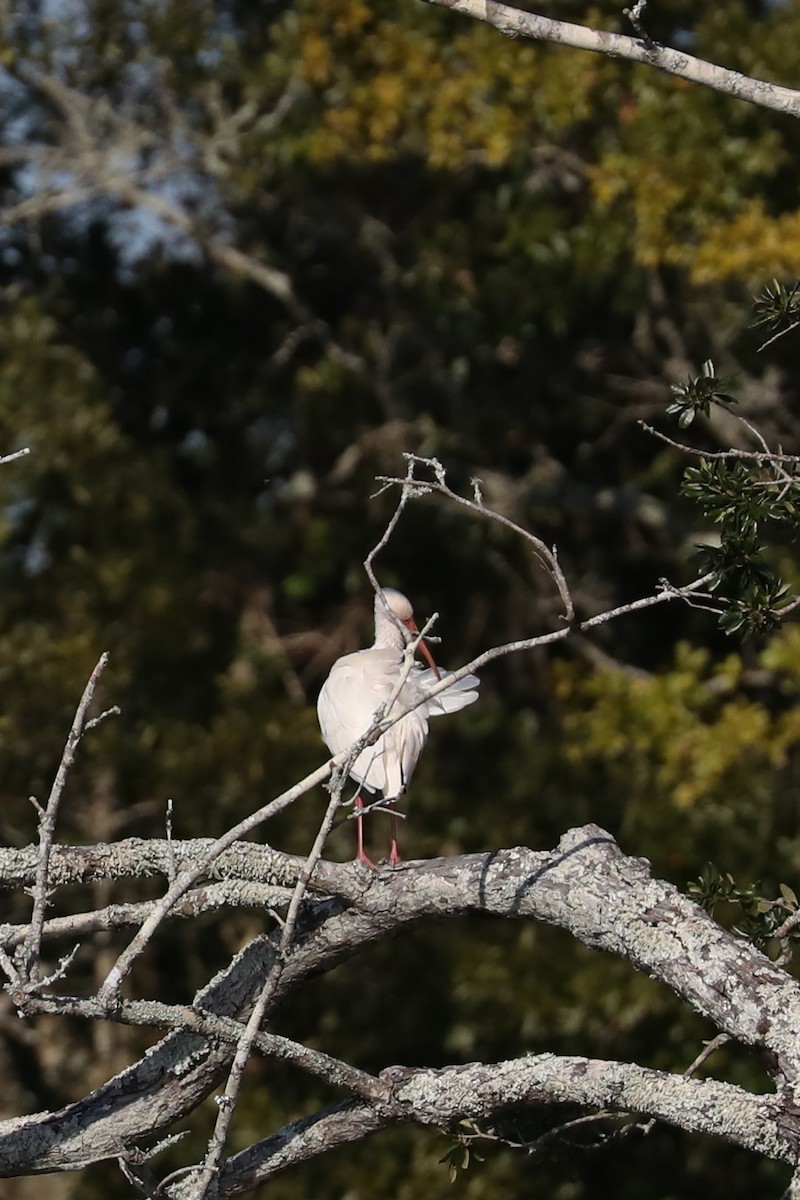 Ibis blanc - ML643444843