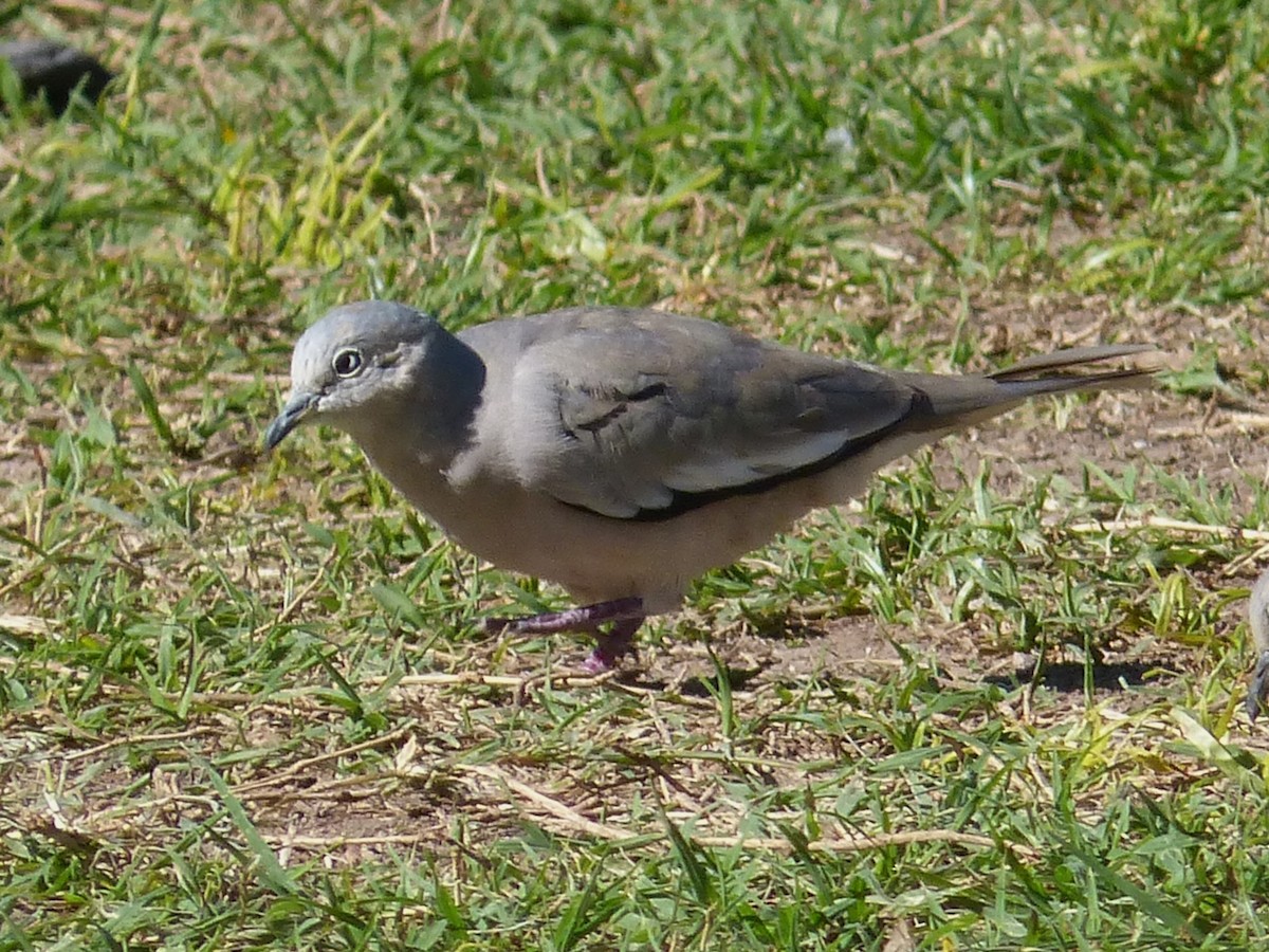 Picui Ground Dove - ML643444844
