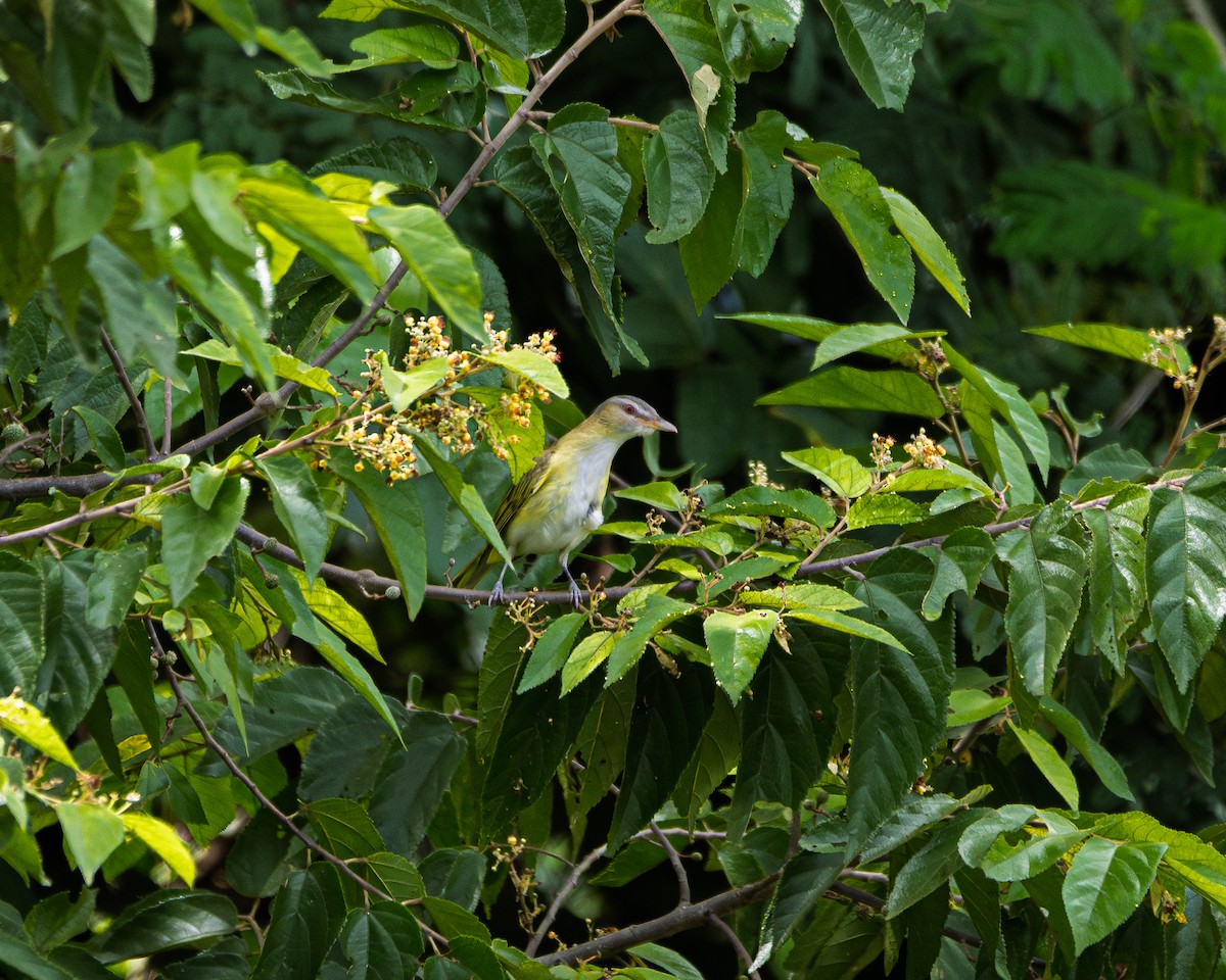 Yellow-green Vireo - ML643444846