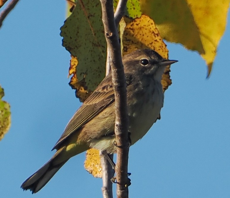 Palm Warbler - ML643444849