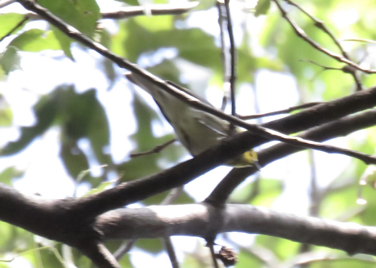 Hermit Warbler - ML643444854
