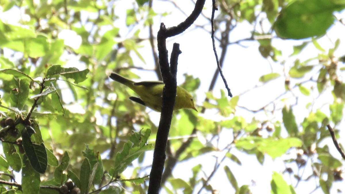 Wilson's Warbler - ML643444861