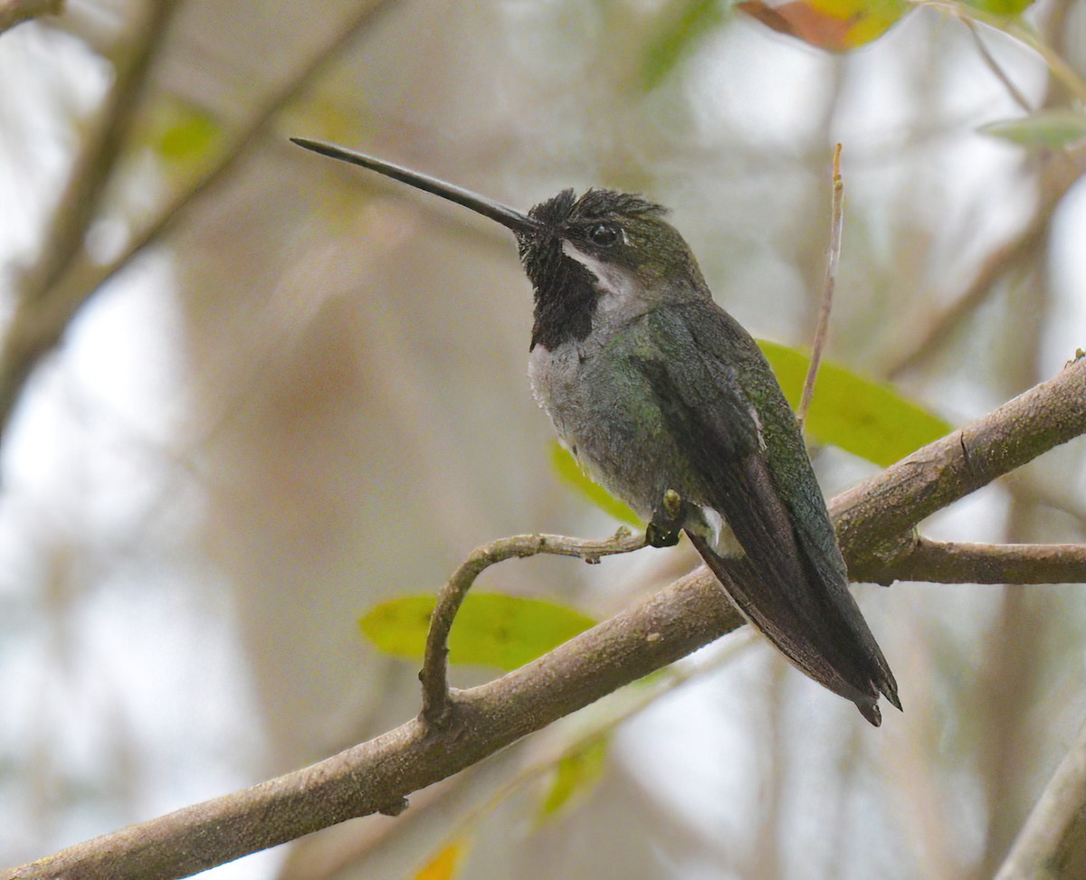 Long-billed Starthroat - ML643444862