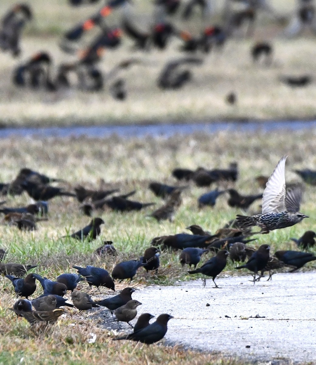Brown-headed Cowbird - ML643444872