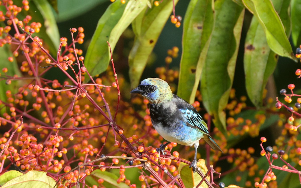 Golden-hooded Tanager - ML643444879