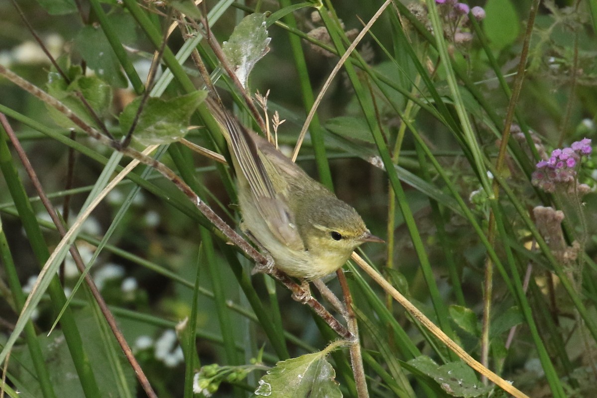Green Warbler - ML643444884