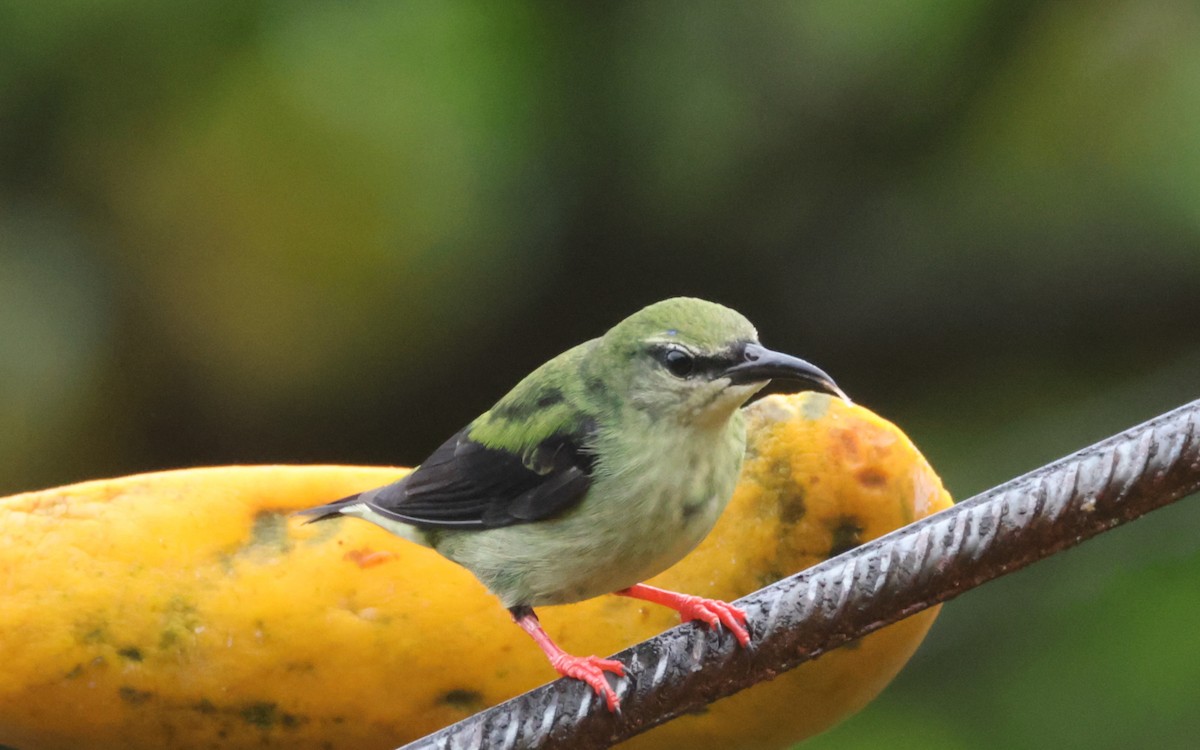 Red-legged Honeycreeper - ML643444897