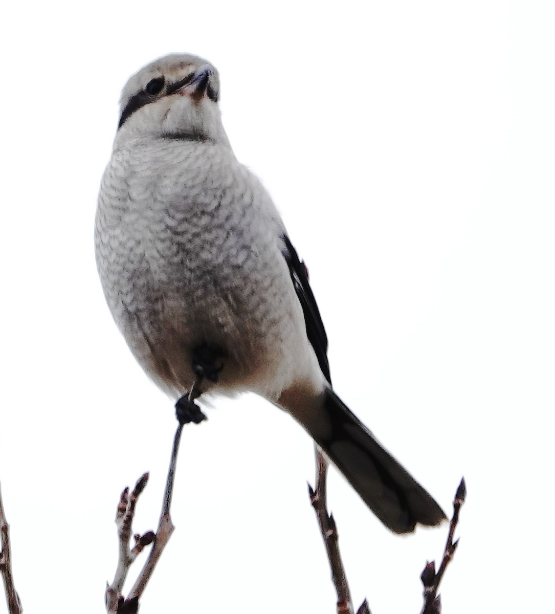 Boreal Örümcekkuşu - ML643444898