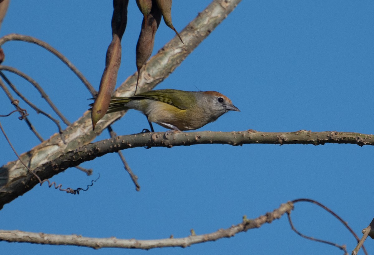 Gray-eyed Greenlet - ML643444901