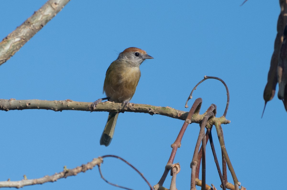 Gray-eyed Greenlet - ML643444902