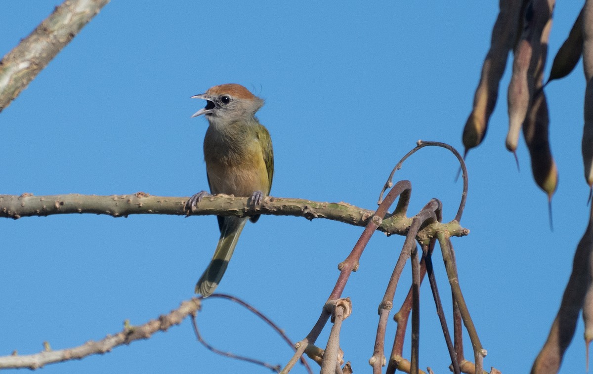 Gray-eyed Greenlet - ML643444903