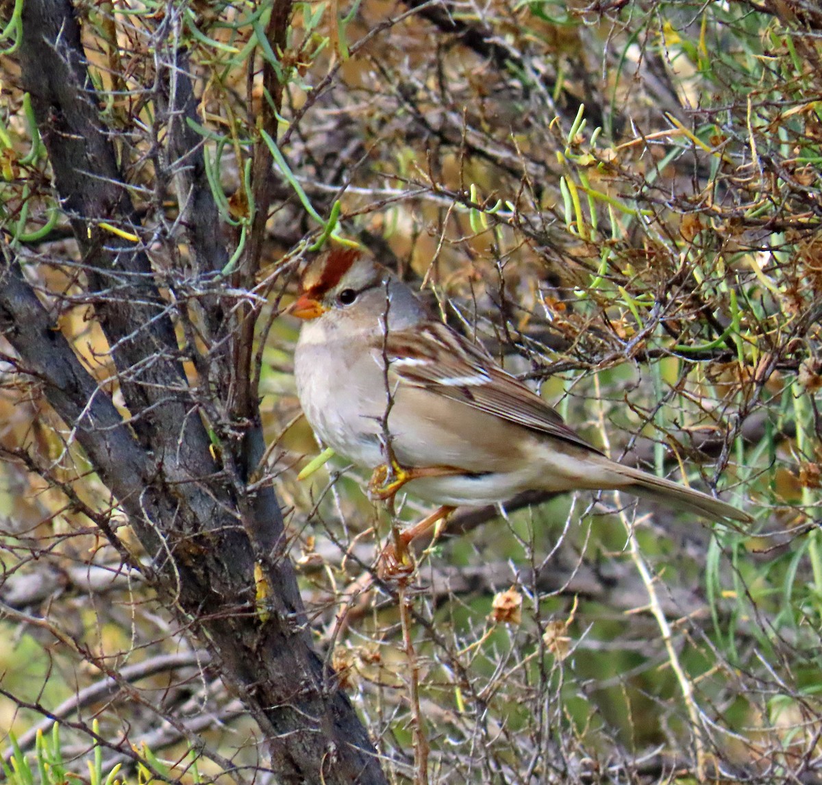Bruant à couronne blanche (gambelii) - ML643444906