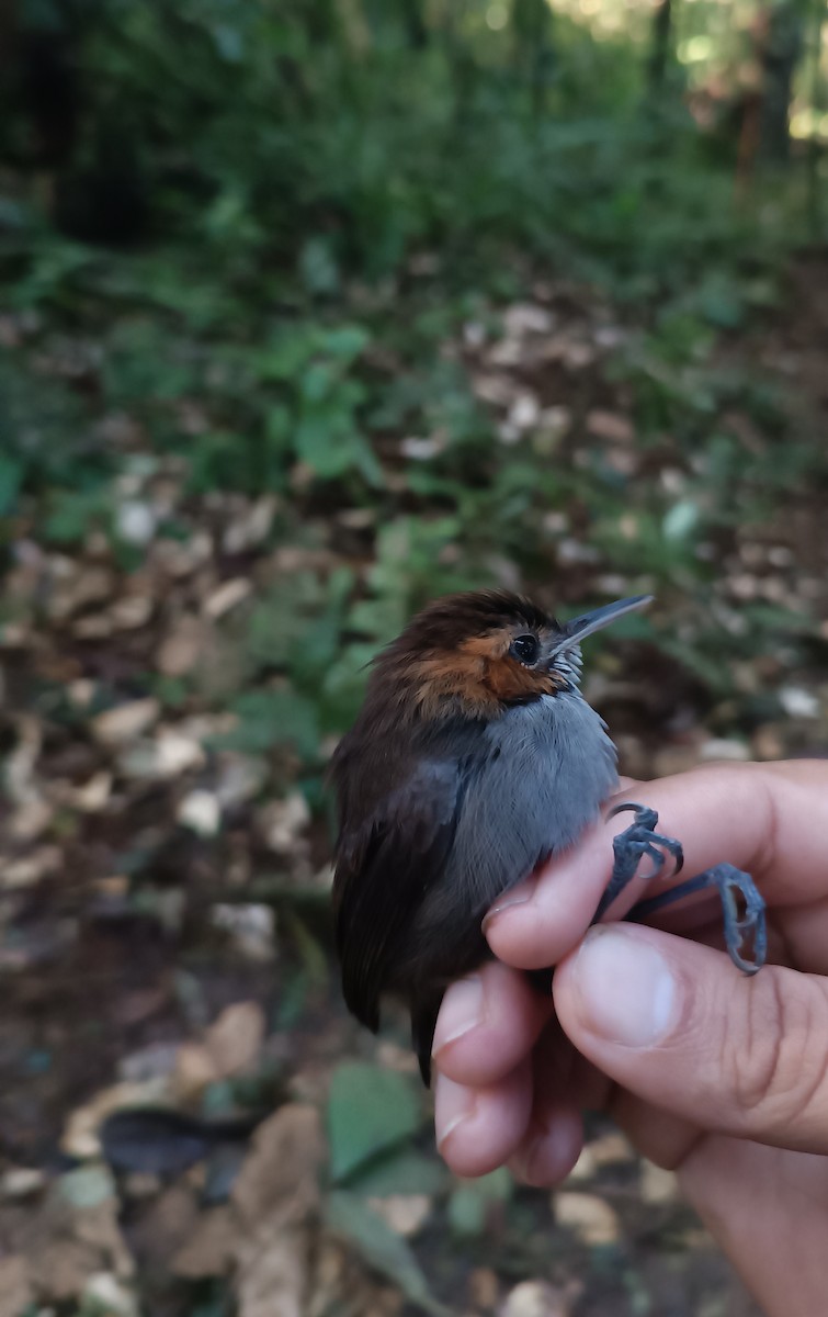 Tawny-faced Gnatwren - ML643444911