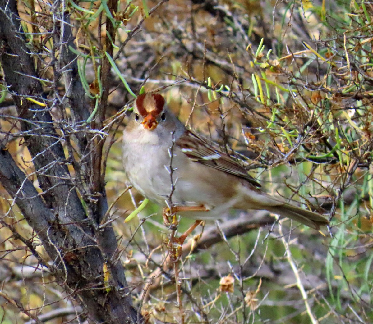 White-crowned Sparrow (Gambel's) - ML643444915