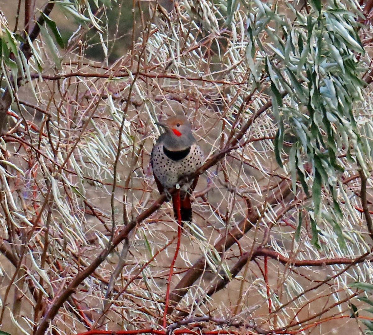 Northern Flicker (Red-shafted) - ML643444928