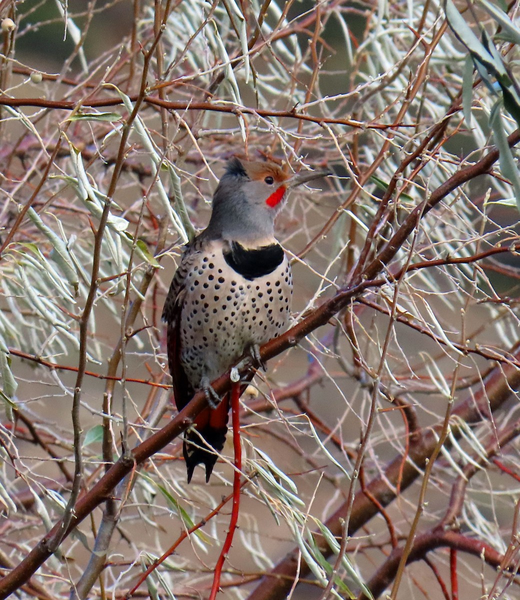 Northern Flicker (Red-shafted) - ML643444929