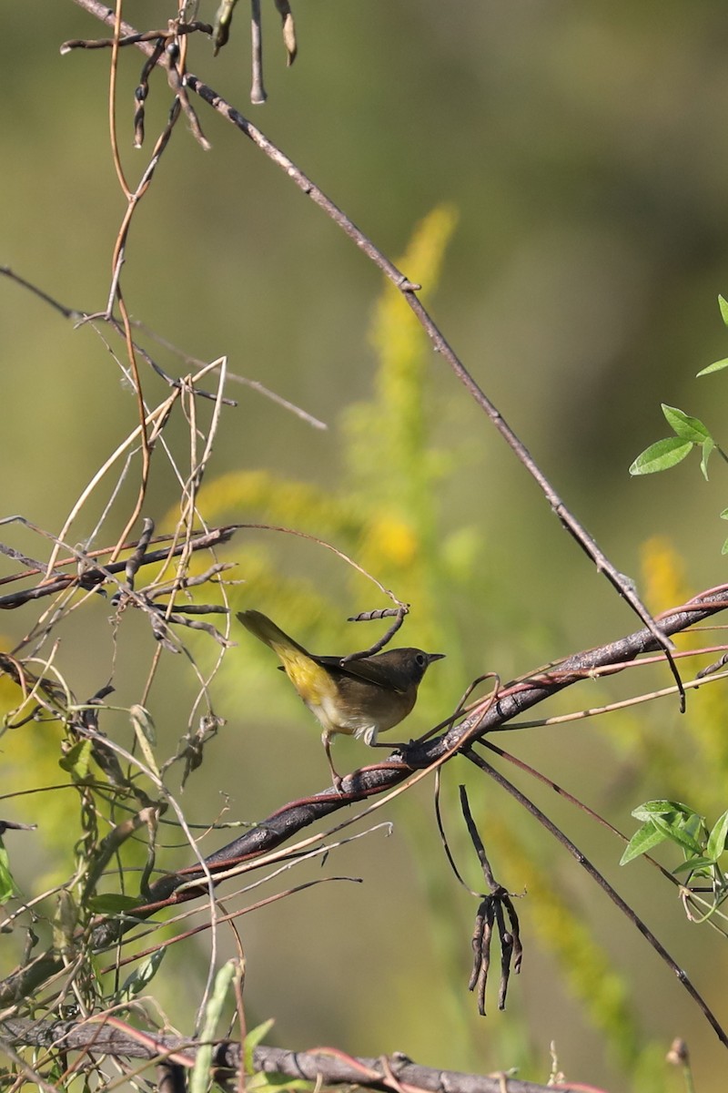 Common Yellowthroat - ML643444934