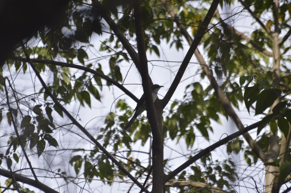 Cuclillo Piquigualdo - ML643444935