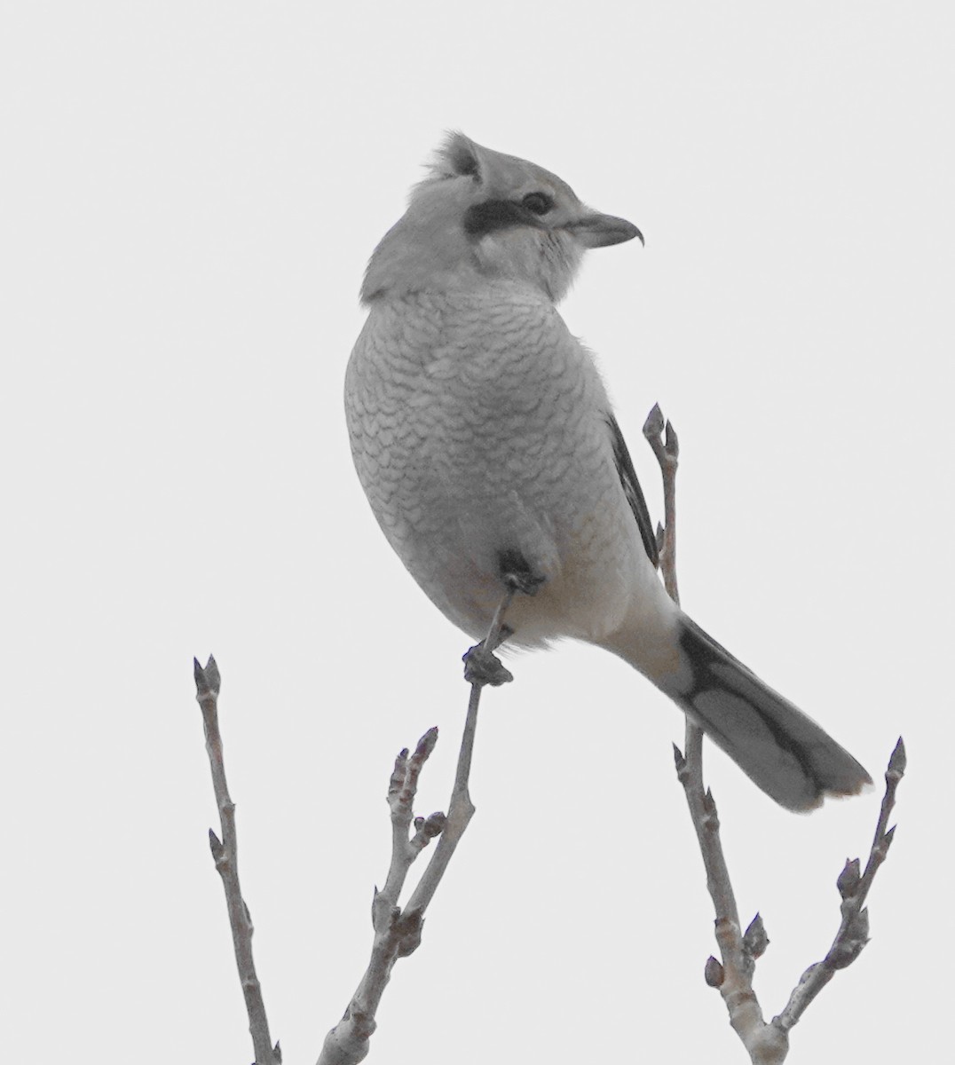 Boreal Örümcekkuşu - ML643444936