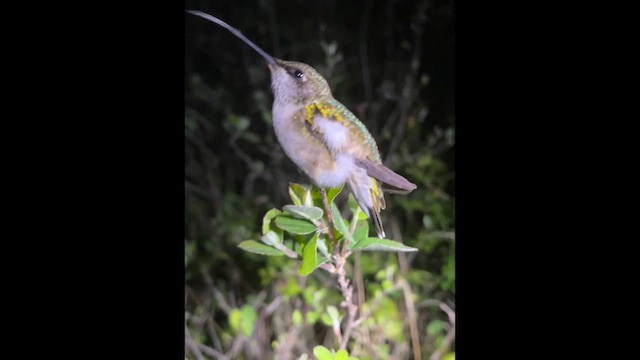 Ruby-throated Hummingbird - ML643444937