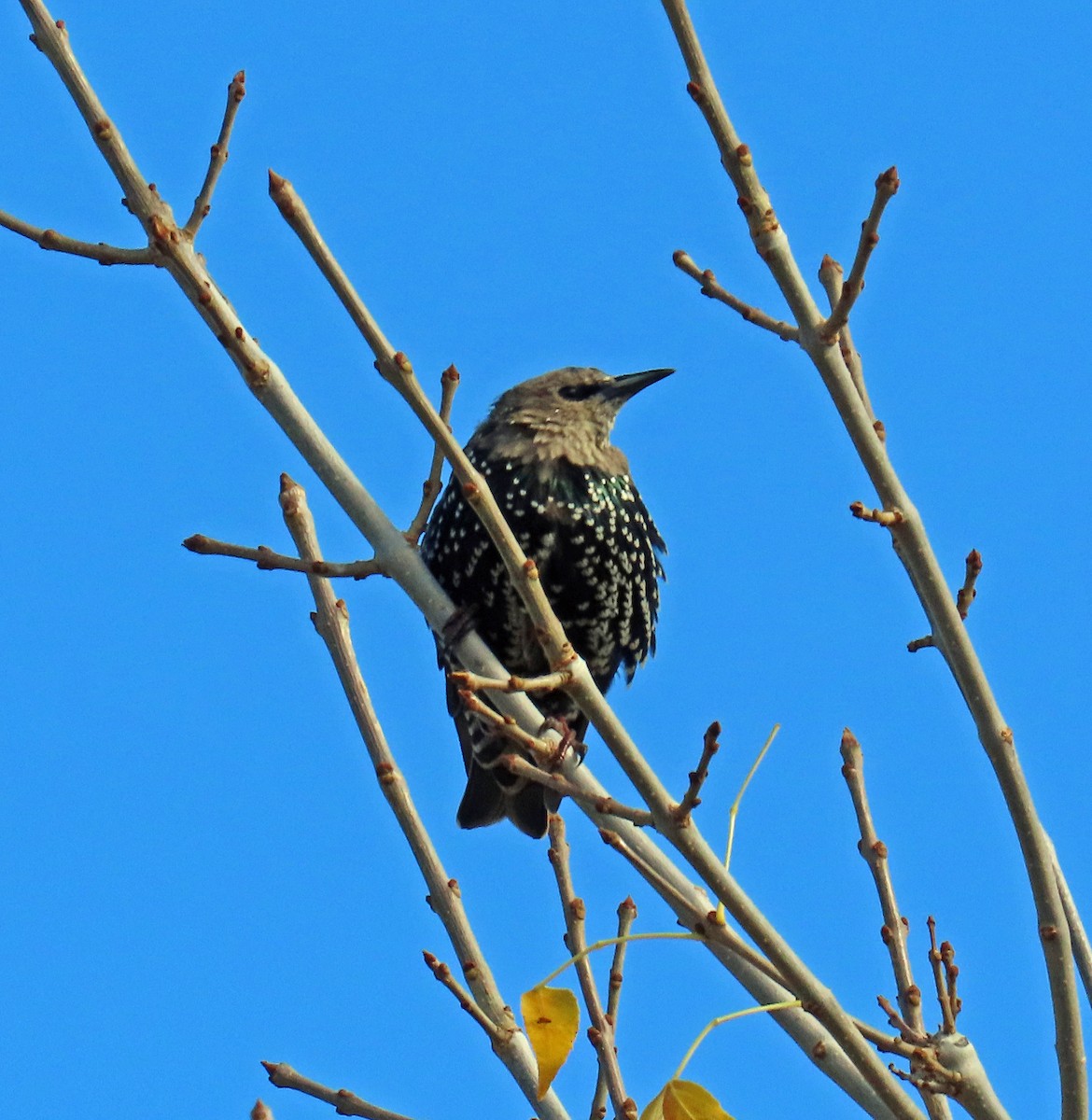 European Starling - ML643444940