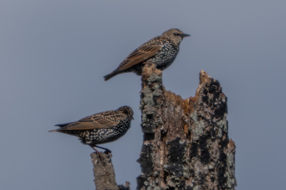 European Starling - ML643444966