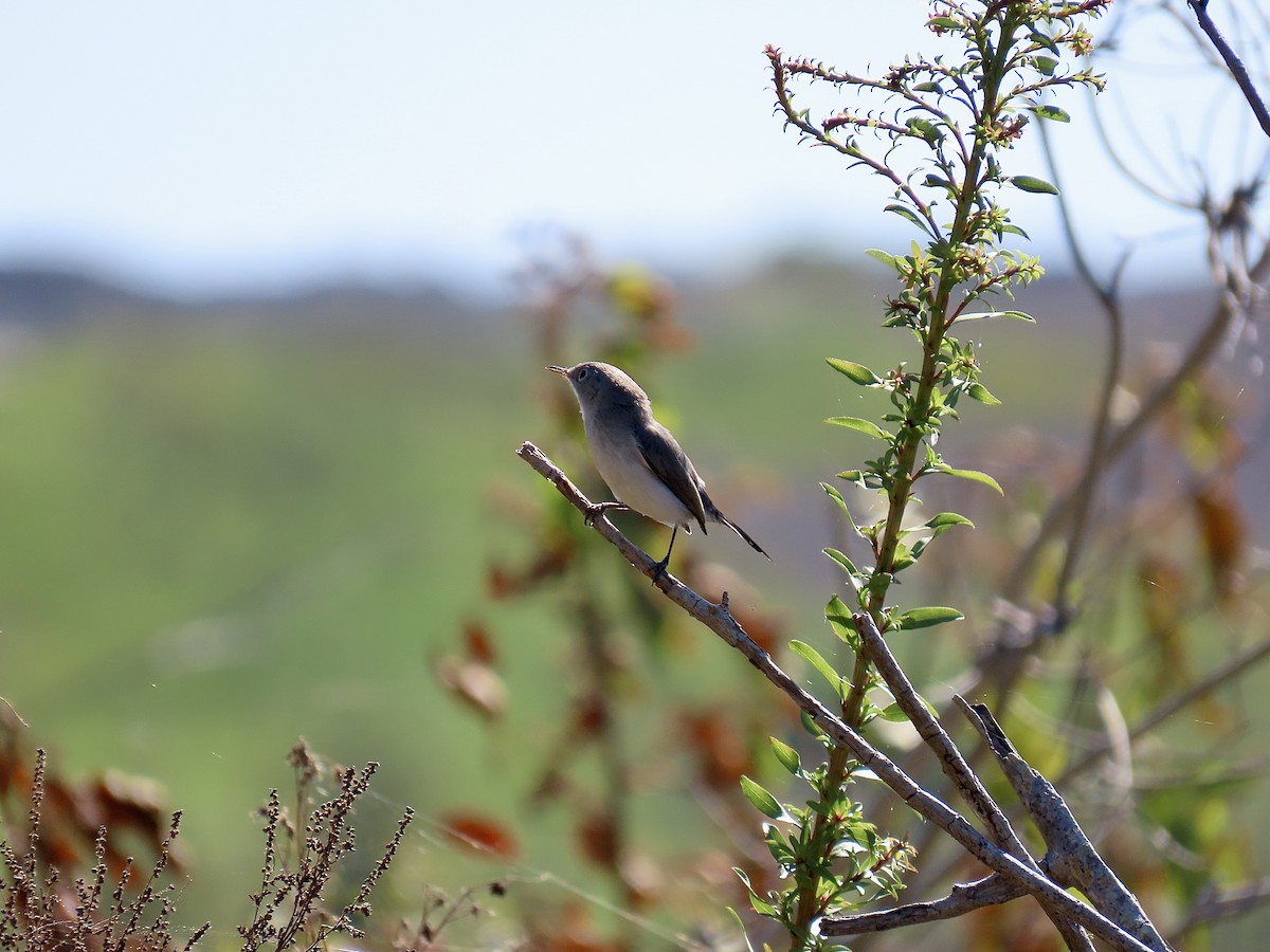 Blue-gray Gnatcatcher (Eastern) - ML643445001