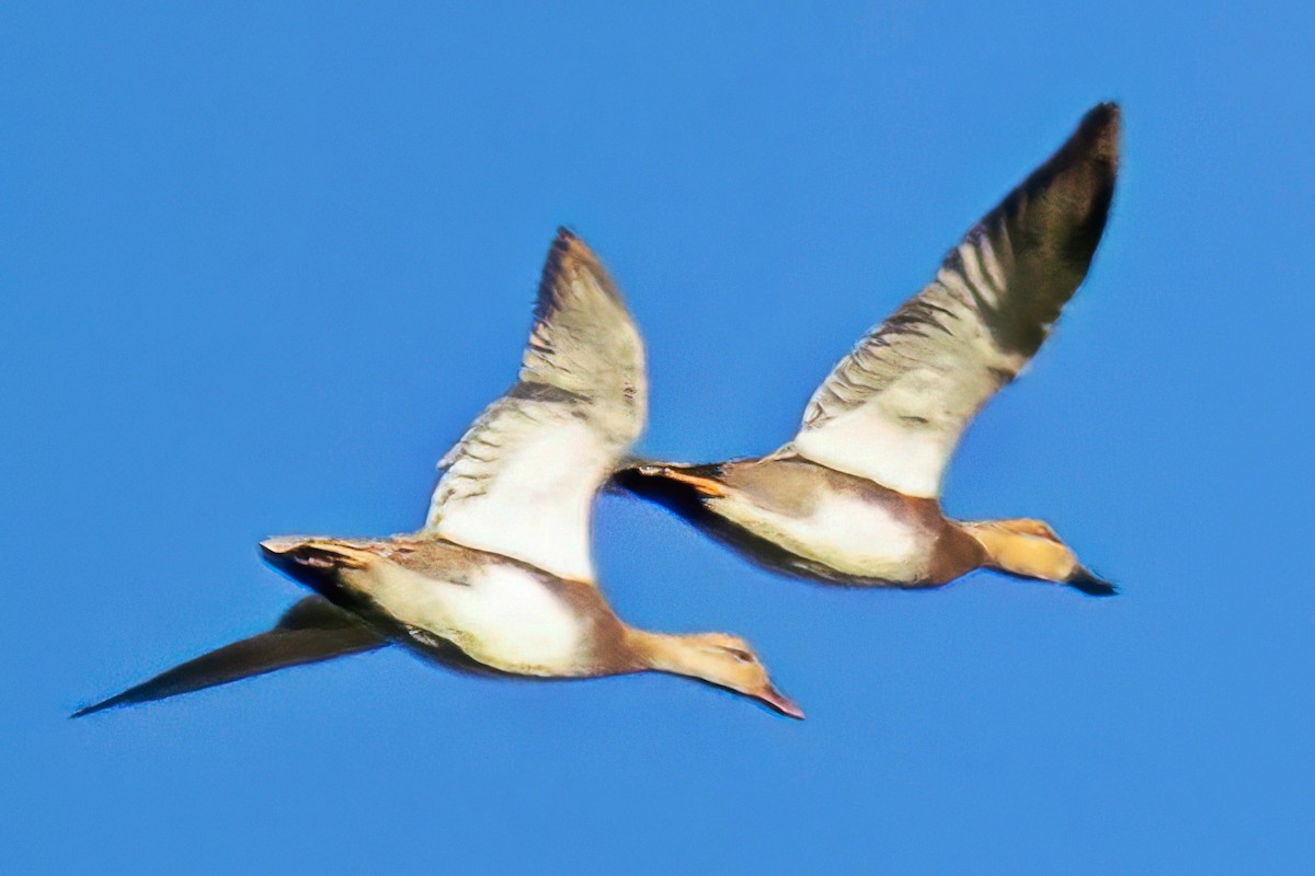 Gadwall - ML643445002