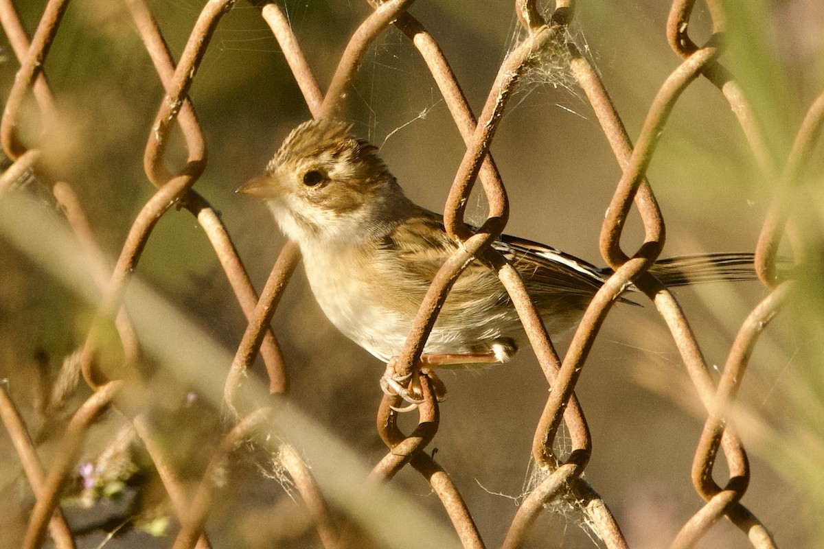 Clay-colored Sparrow - ML643445006
