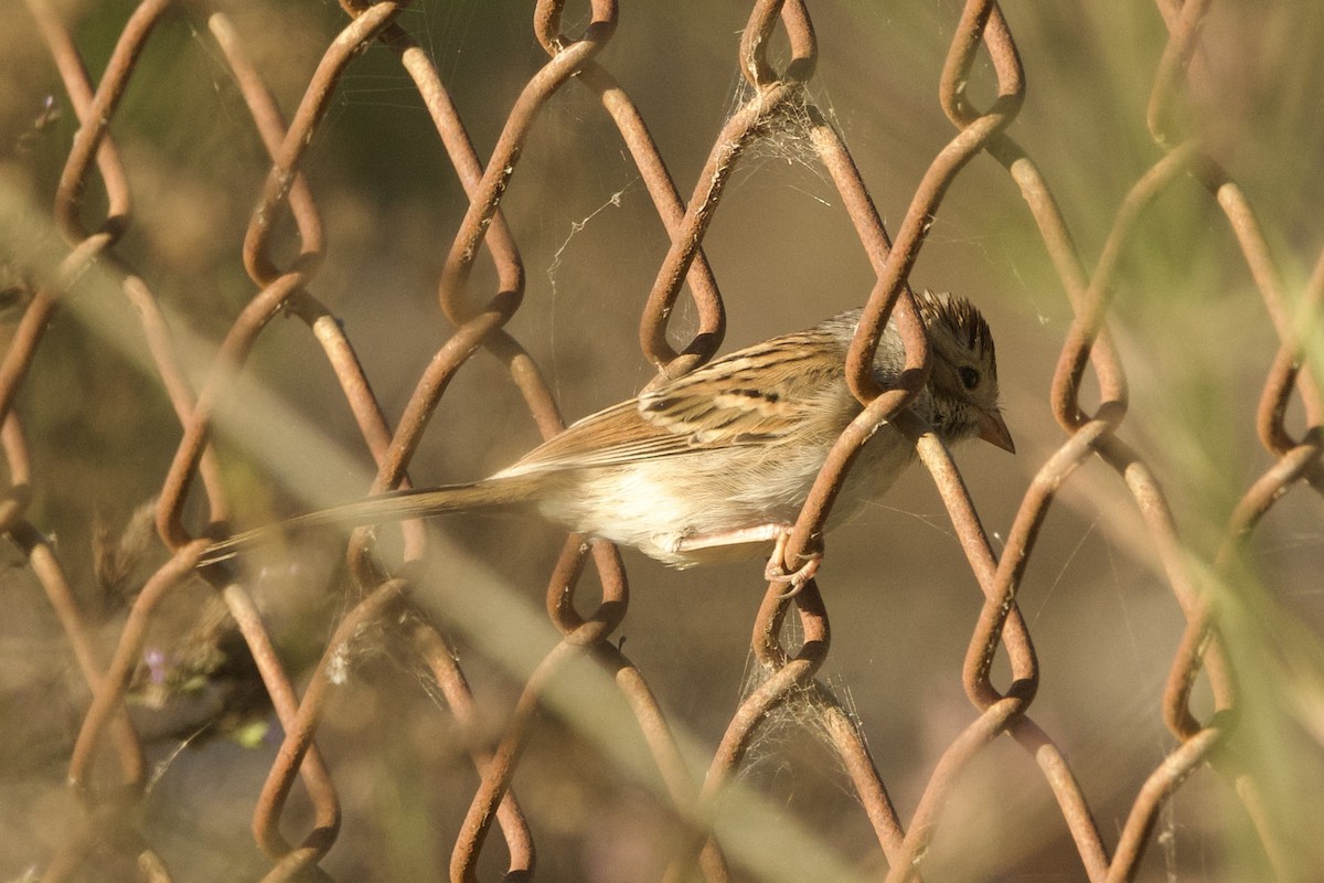 Clay-colored Sparrow - ML643445007