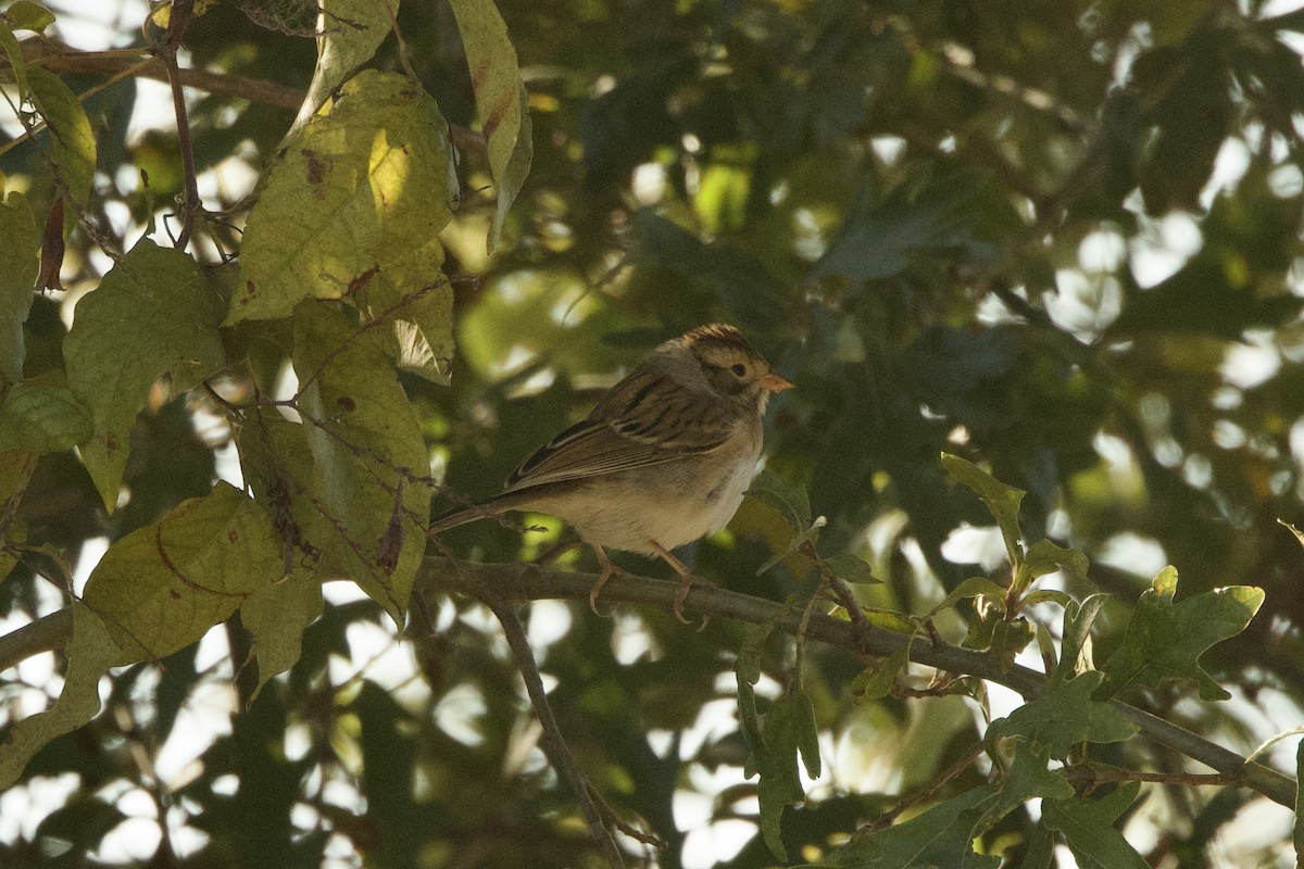 Clay-colored Sparrow - ML643445008