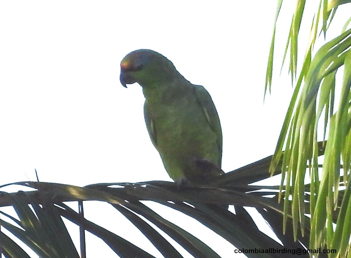 Festive Amazon - ML643445011