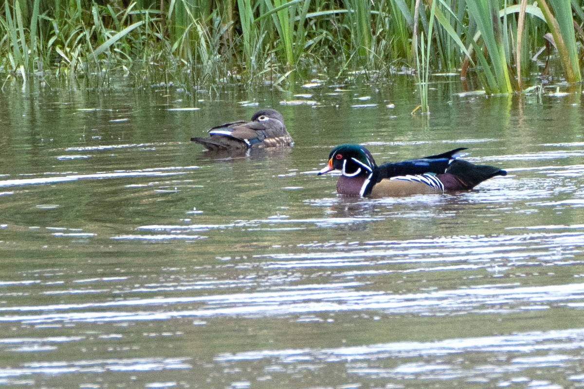 Canard branchu - ML643445012