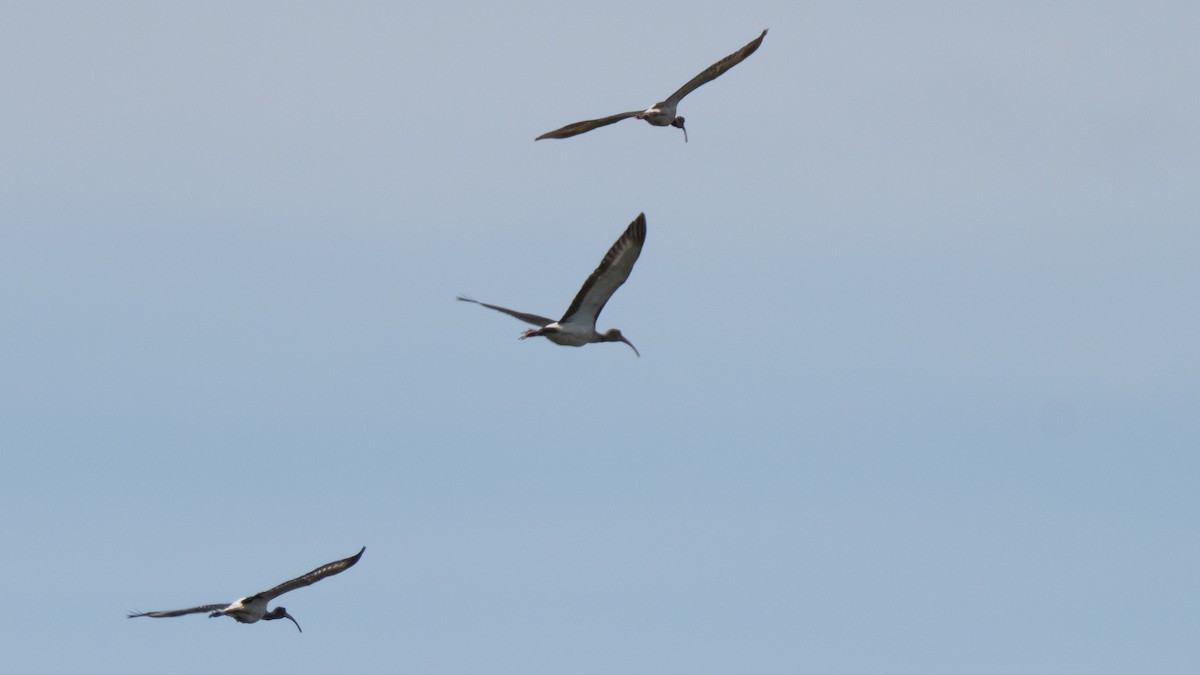 Ibis blanc - ML643445105