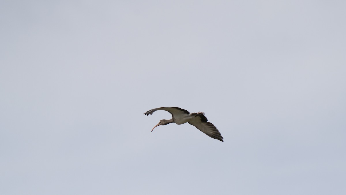 Ibis blanc - ML643445106