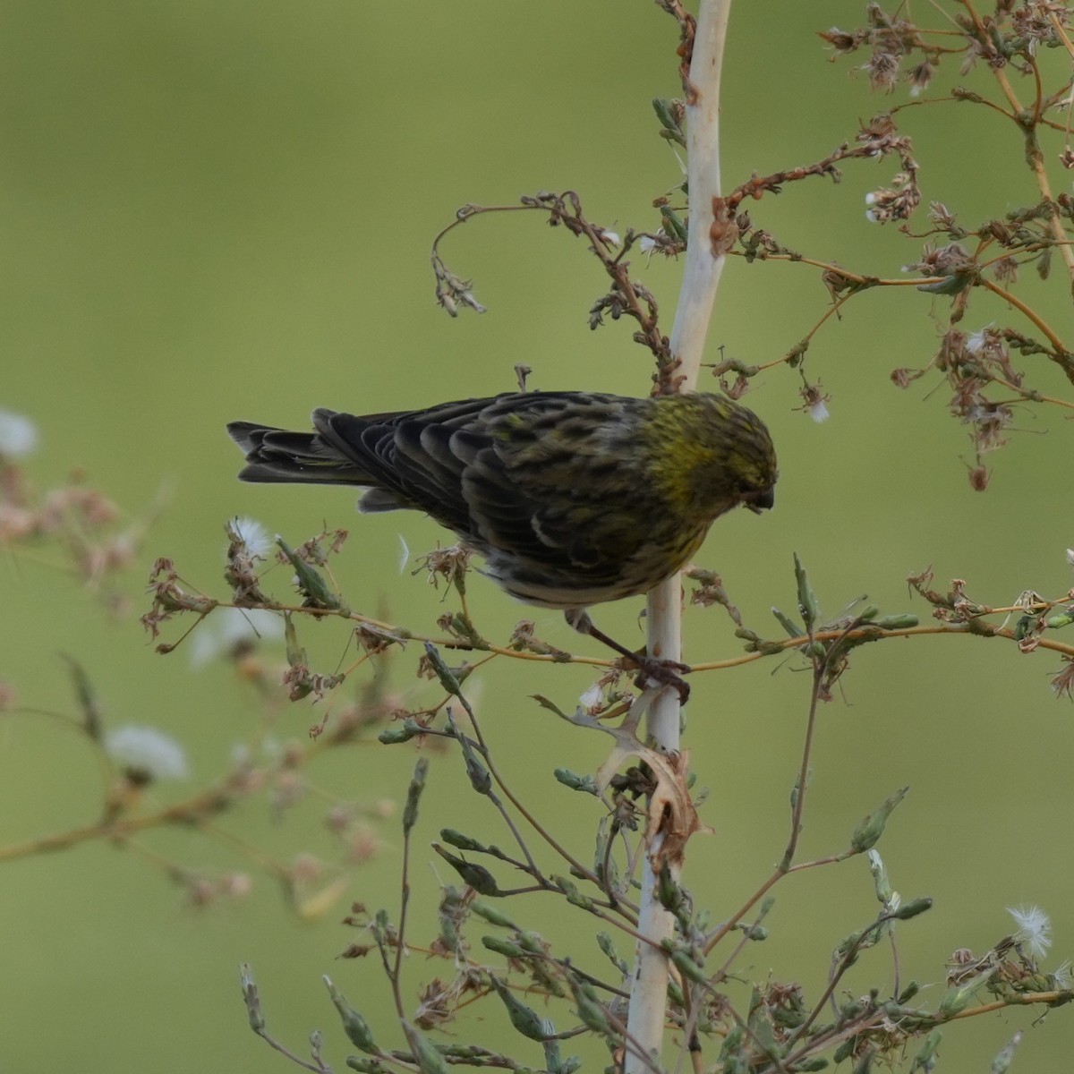 Serin cini - ML643445111