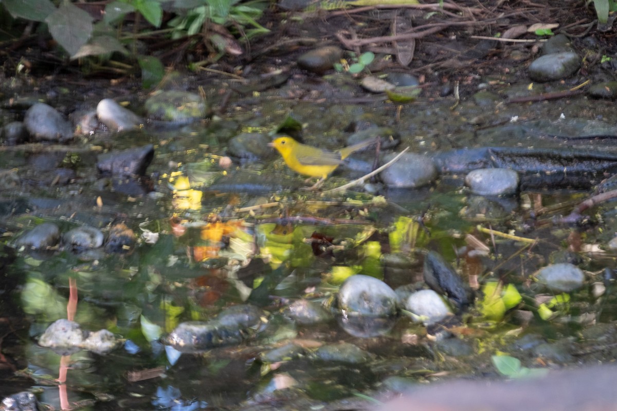 Wilson's Warbler - ML643445121
