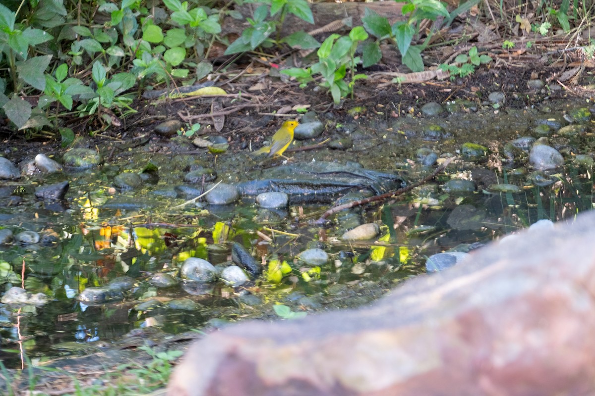 Wilson's Warbler - ML643445122