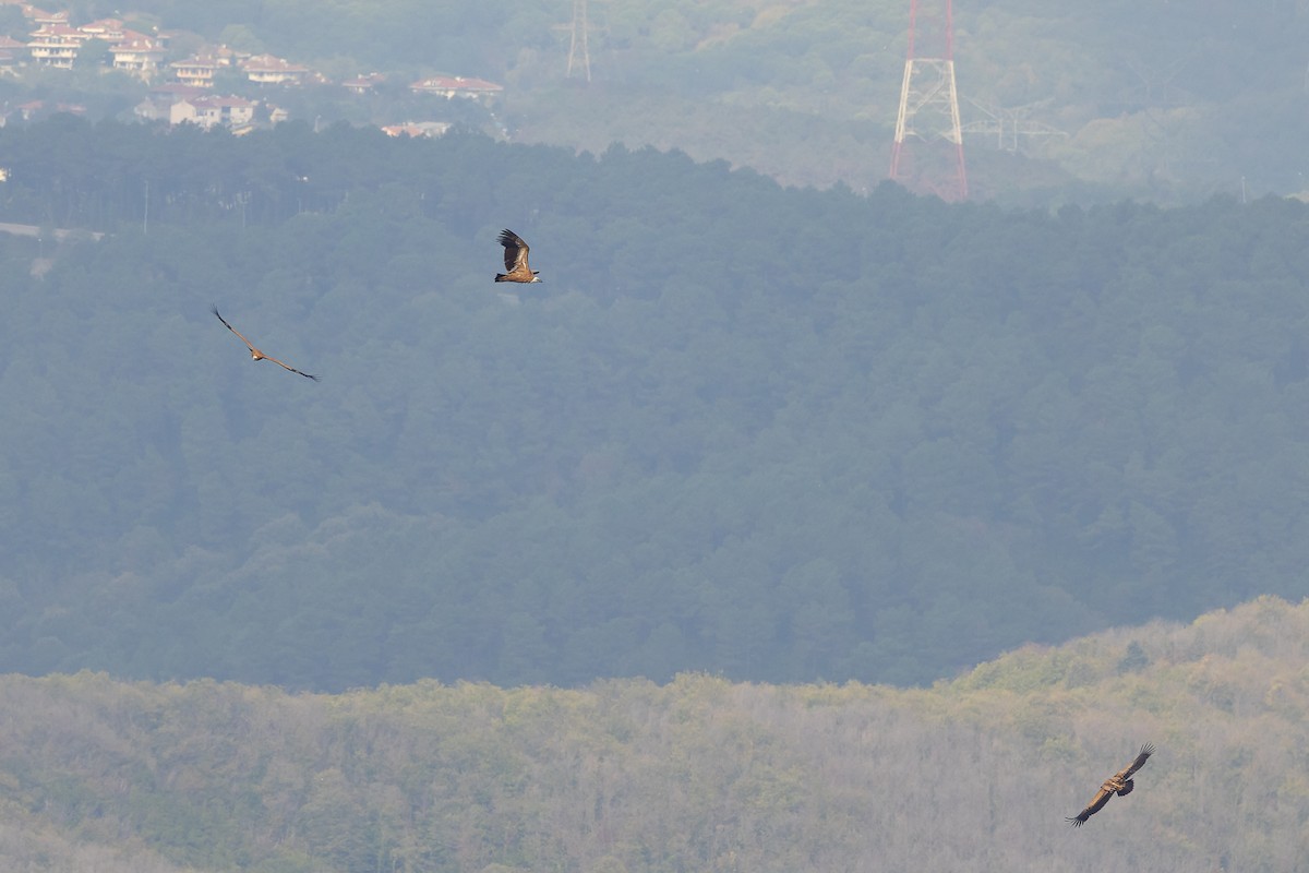 sup bělohlavý - ML643445128