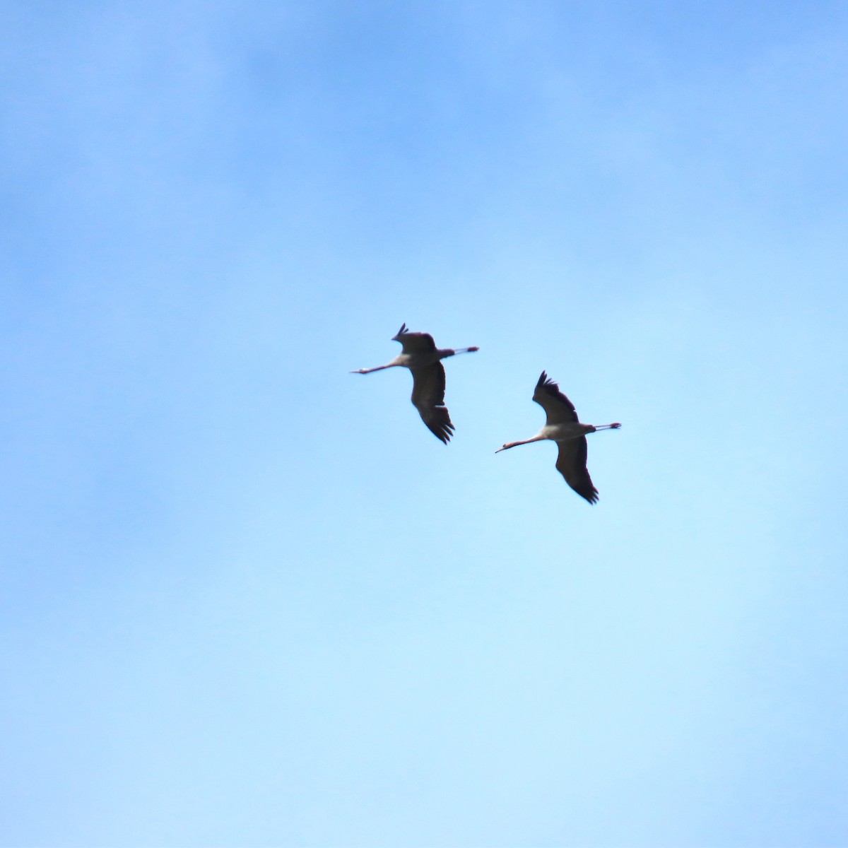 Common Crane - ML643445130