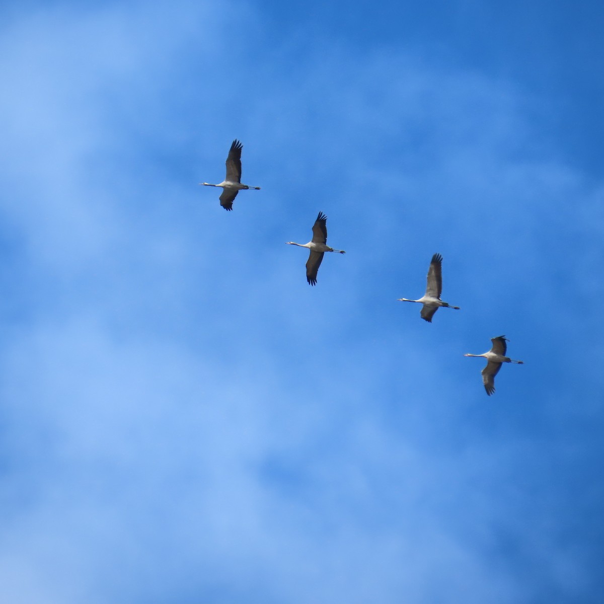 Common Crane - ML643445131