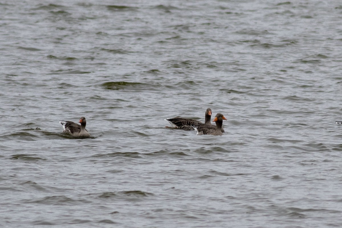 Graylag Goose - ML643445133