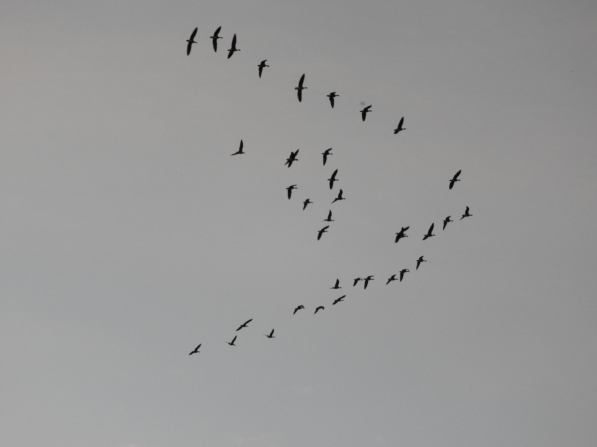 灰雁 - ML643445135