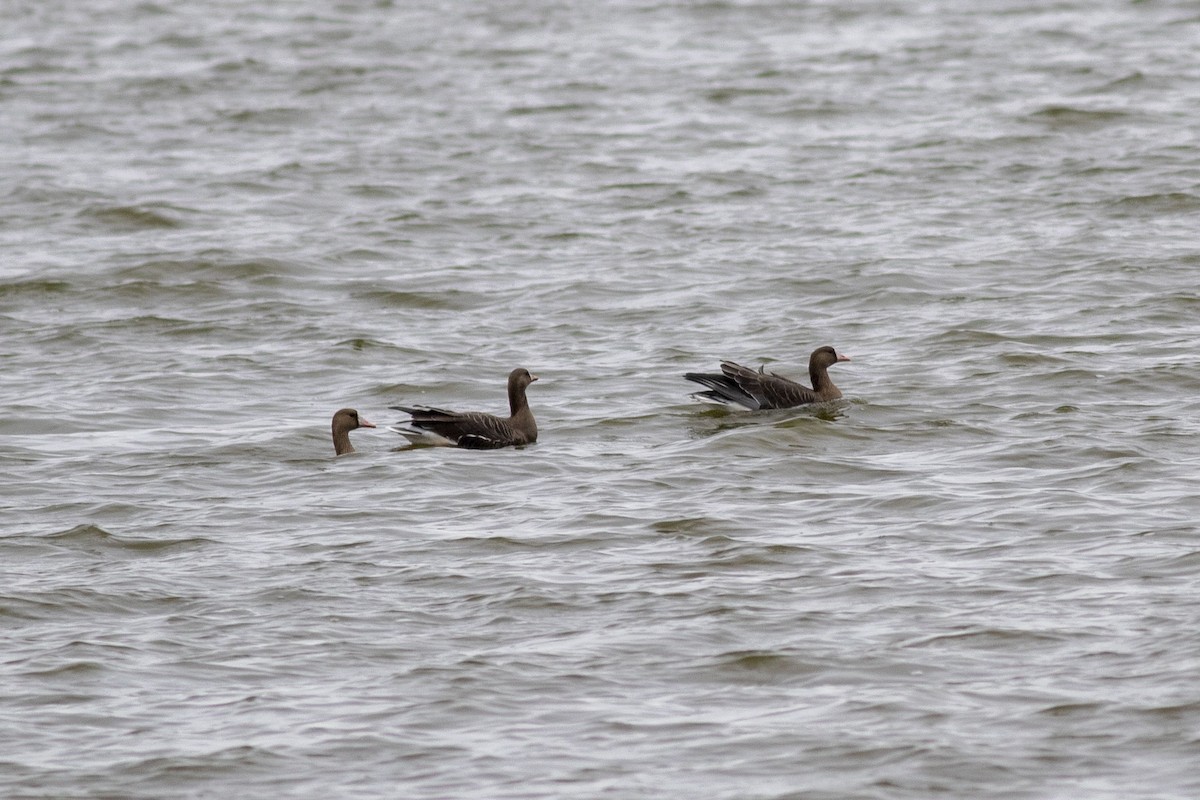 Greater White-fronted Goose - ML643445136